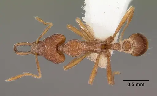 Strumigenys pliocera specimen CASENT0102560 image casent0102560_1