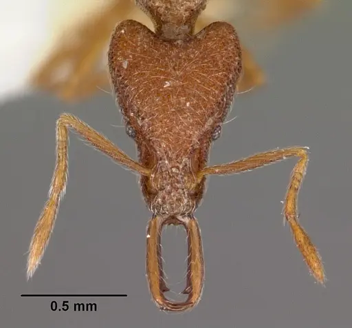 Strumigenys pliocera specimen CASENT0102560 image casent0102560_2