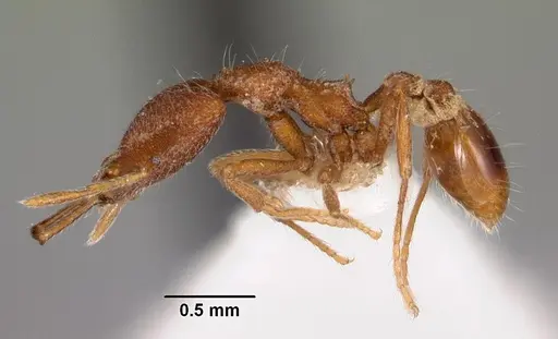 Strumigenys pliocera specimen CASENT0102560 image casent0102560_3