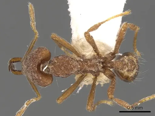 Strumigenys pliocera specimen CASENT0900796 image casent0900796_1