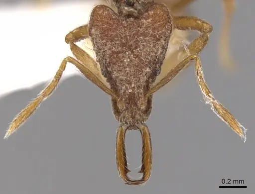 Strumigenys pliocera specimen CASENT0900796 image casent0900796_2