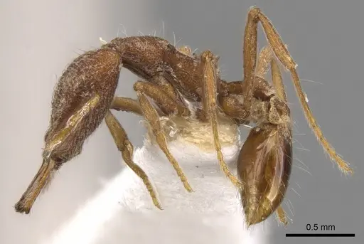 Strumigenys pliocera specimen CASENT0900796 image casent0900796_3