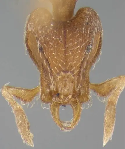 Strumigenys pnyxia specimen ANTWEB1032115 image antweb1032115_2