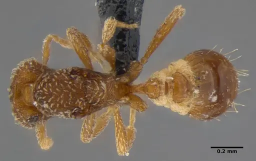 Strumigenys pnyxia specimen ANTWEB1032116 image antweb1032116_1
