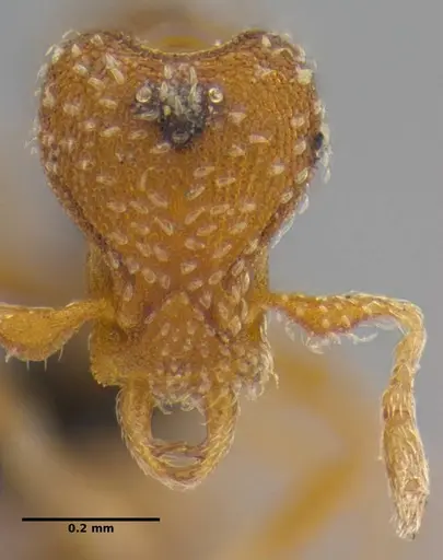 Strumigenys pnyxia specimen ANTWEB1032116 image antweb1032116_2