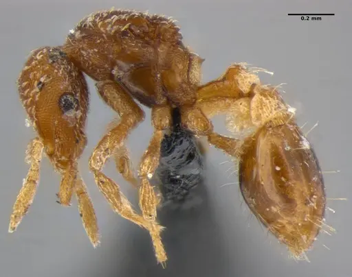 Strumigenys pnyxia specimen ANTWEB1032116 image antweb1032116_3