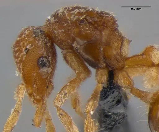 Strumigenys pnyxia specimen ANTWEB1032116 image antweb1032116_4