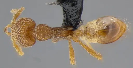 Strumigenys pnyxia specimen ANTWEB1032117 image antweb1032117_1