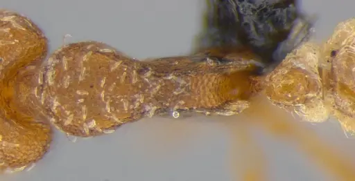 Strumigenys pnyxia specimen ANTWEB1032117 image antweb1032117_2
