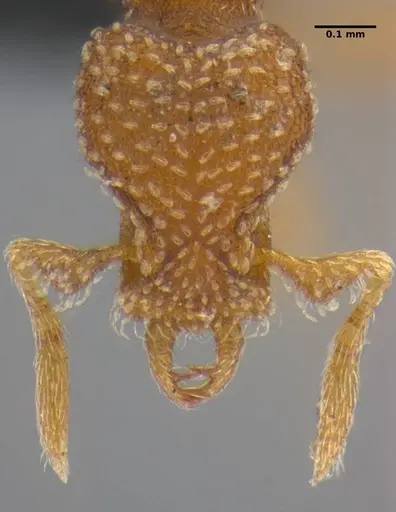 Strumigenys pnyxia specimen ANTWEB1032117 image antweb1032117_3