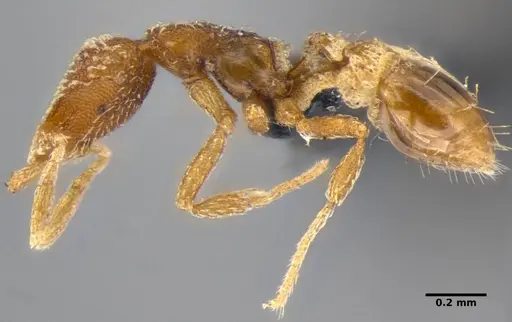 Strumigenys pnyxia specimen ANTWEB1032117 image antweb1032117_4