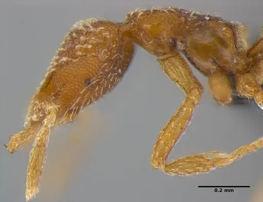 Strumigenys pnyxia specimen ANTWEB1032117 image antweb1032117_5