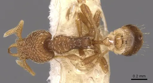 Strumigenys pnyxia specimen CASENT0900917 image casent0900917_1