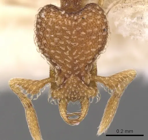 Strumigenys pnyxia specimen CASENT0900917 image casent0900917_2