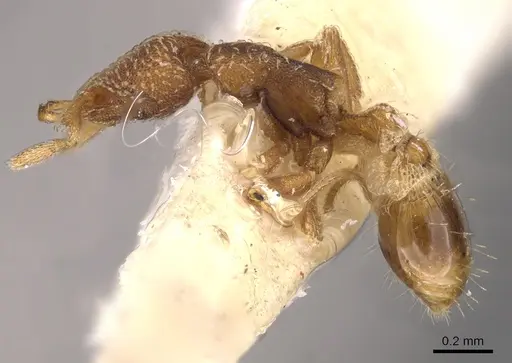 Strumigenys pnyxia specimen CASENT0900917 image casent0900917_3