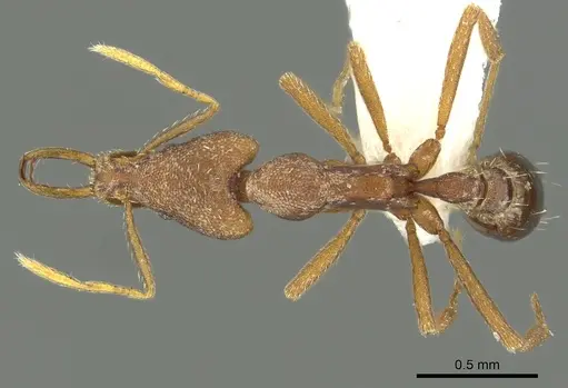Strumigenys praefecta specimen CASENT0013151 image casent0013151_1