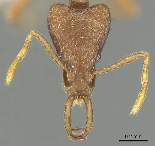 Strumigenys praefecta specimen CASENT0013151 image casent0013151_2