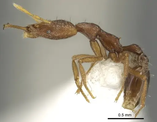 Strumigenys praefecta specimen CASENT0013151 image casent0013151_3