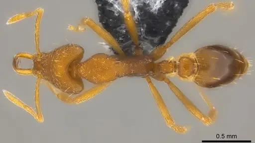 Strumigenys praefecta specimen CASENT0186986 image casent0186986_1