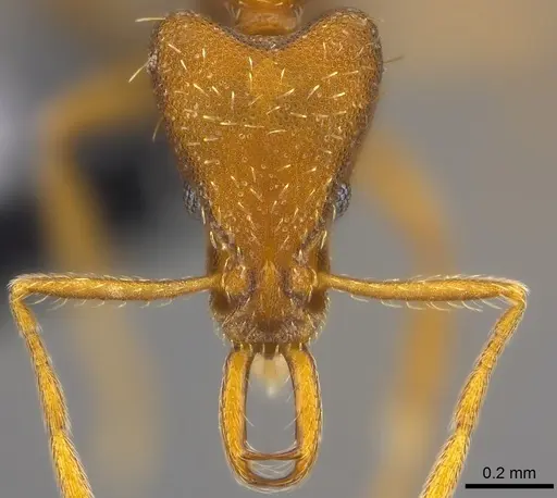 Strumigenys praefecta specimen CASENT0186986 image casent0186986_2