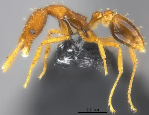 Strumigenys praefecta specimen CASENT0186986 image casent0186986_3