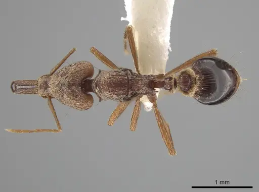 Strumigenys precava specimen CASENT0631554 image casent0631554_1