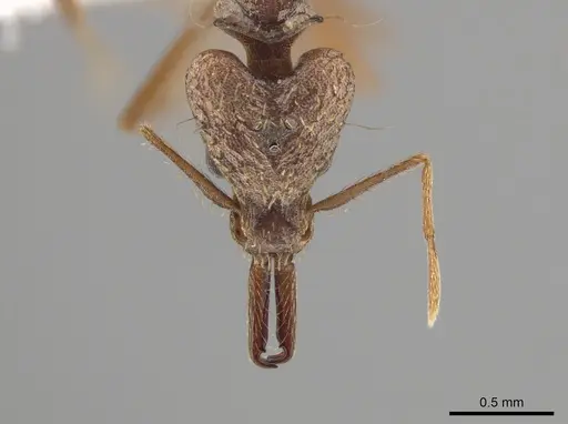 Strumigenys precava specimen CASENT0631554 image casent0631554_2