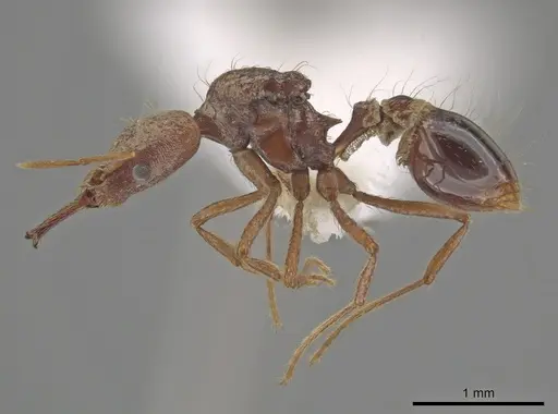 Strumigenys precava specimen CASENT0631554 image casent0631554_3
