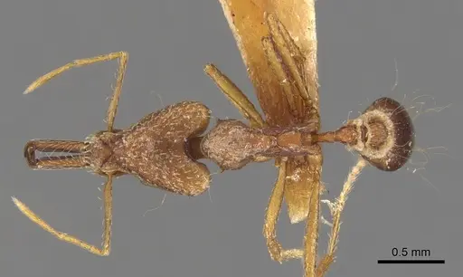 Strumigenys precava specimen CASENT0900441 image casent0900441_1