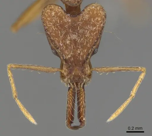 Strumigenys precava specimen CASENT0900441 image casent0900441_2