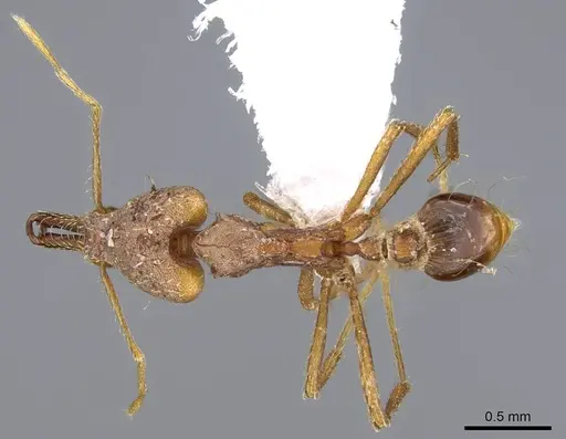 Strumigenys precava specimen CASENT0914750 image casent0914750_1