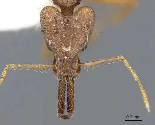 Strumigenys precava specimen CASENT0914750 image casent0914750_2