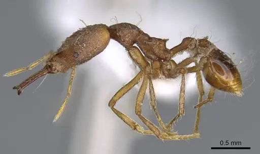 Strumigenys precava specimen CASENT0914750 image casent0914750_3