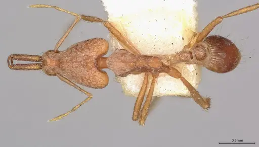 Strumigenys precava specimen CASENT4036105 image casent4036105_1