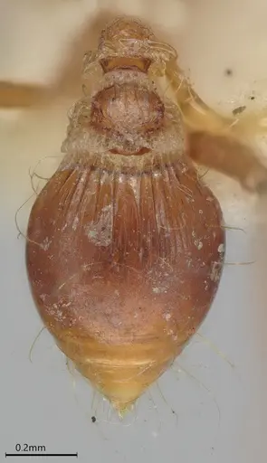 Strumigenys precava specimen CASENT4036105 image casent4036105_2