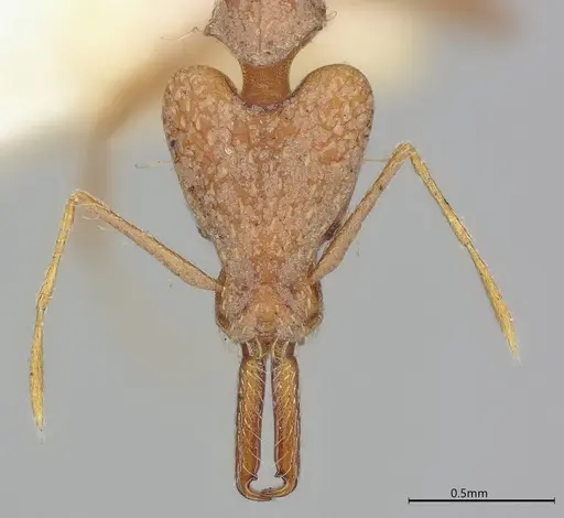 Strumigenys precava specimen CASENT4036105 image casent4036105_3