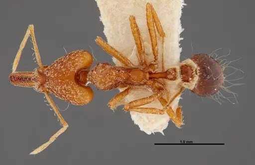 Strumigenys precava specimen FMNHINS0000057158 image fmnhins0000057158_1