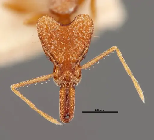 Strumigenys precava specimen FMNHINS0000057158 image fmnhins0000057158_2