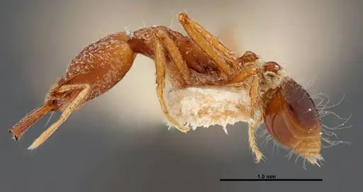 Strumigenys precava specimen FMNHINS0000057158 image fmnhins0000057158_3