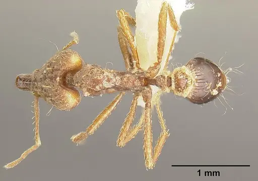 Strumigenys precava specimen INBIOCRI001283750 image inbiocri001283750_1