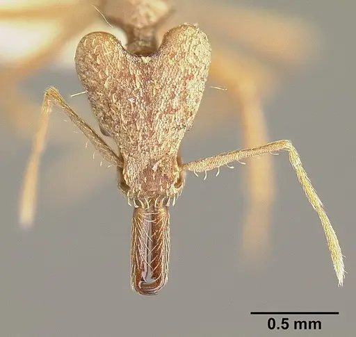 Strumigenys precava specimen INBIOCRI001283750 image inbiocri001283750_2