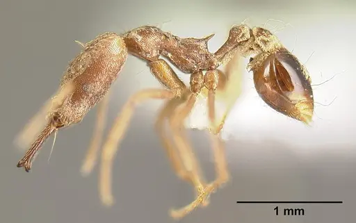 Strumigenys precava specimen INBIOCRI001283750 image inbiocri001283750_3