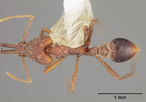 Strumigenys precava specimen USNMENT00441682 image usnment00441682_1