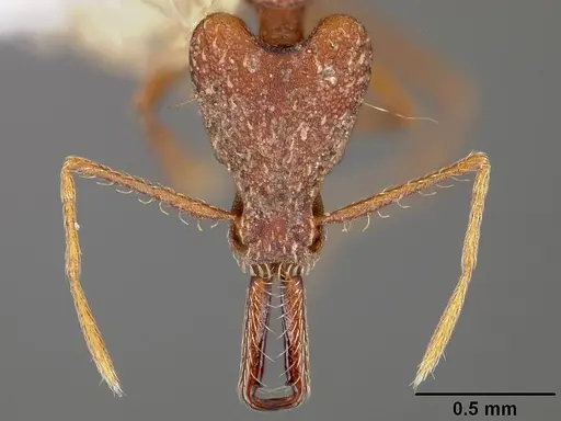Strumigenys precava specimen USNMENT00441682 image usnment00441682_2