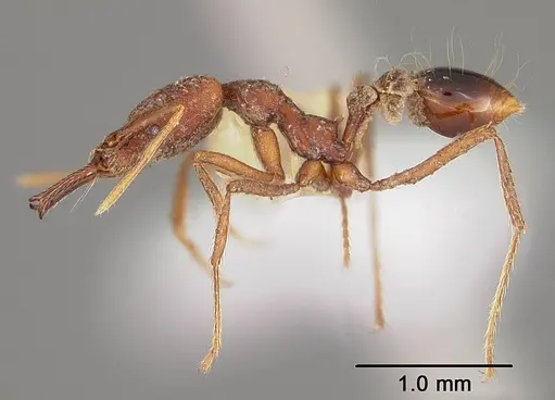 Strumigenys precava specimen USNMENT00441682 image usnment00441682_3
