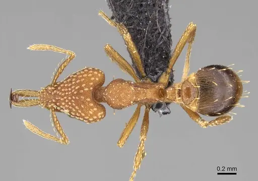 Strumigenys pretoriae specimen CASENT0067044 image casent0067044_1