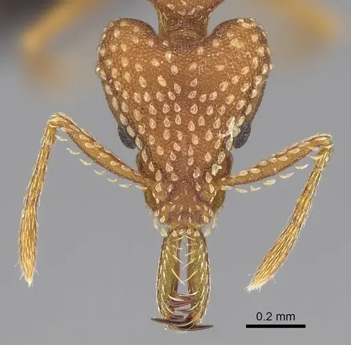 Strumigenys pretoriae specimen CASENT0067044 image casent0067044_2