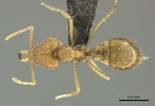 Strumigenys pretoriae specimen CASENT0249038 image casent0249038_1
