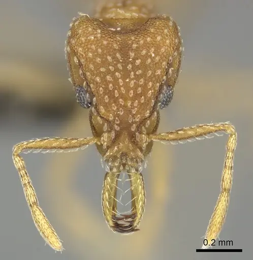 Strumigenys pretoriae specimen CASENT0249038 image casent0249038_2