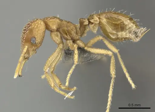 Strumigenys pretoriae specimen CASENT0249038 image casent0249038_3